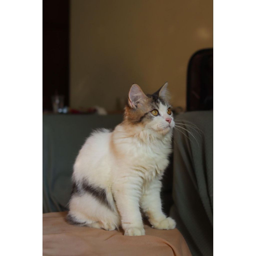 kucing Mainecoon jantan super manja