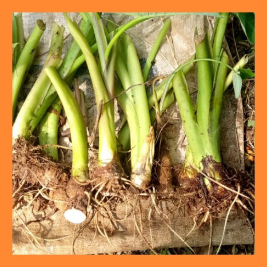 

Bibit benih Talas gajah | talas putih | talas keripik | 5 bonggol ukuran sedang.