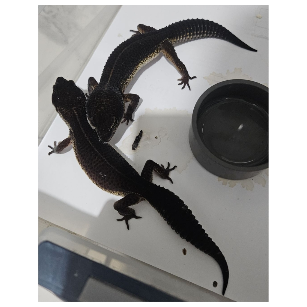LEOPARD GECKO Black Night Ph Bell Pair
