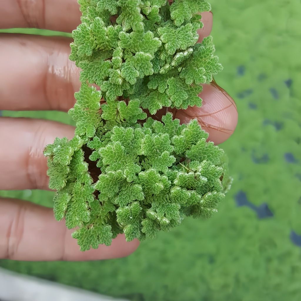 Azolla SDA Farm 101.000 - 150.000