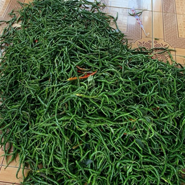 

Paket hemat -Cabai keriting hijau fresh 500gram