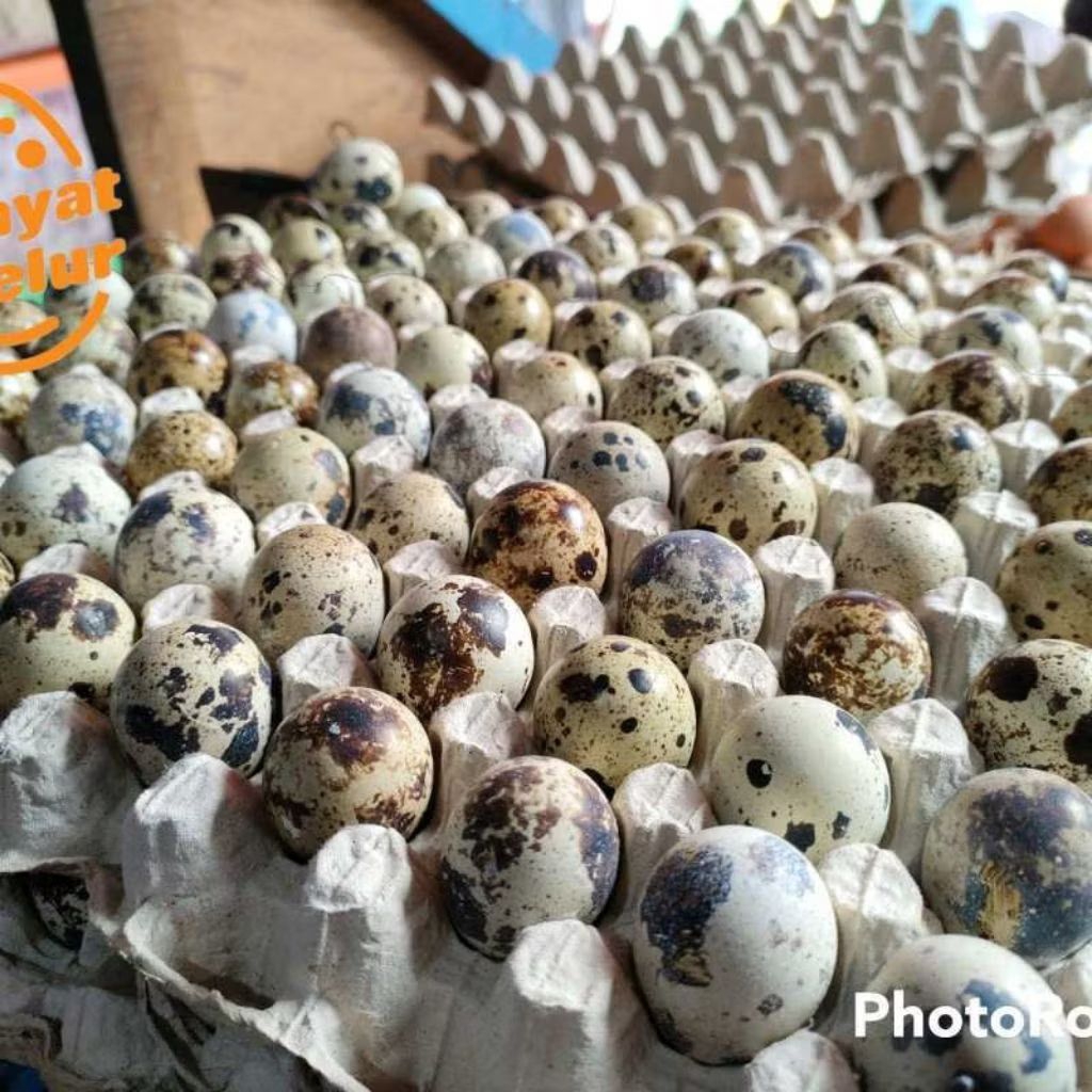 

Telur puyuh/ perbutir/puyuh mentah fresh ternak sendiri/telur puyuh mentah super/berkhasiat untuk kesehatan