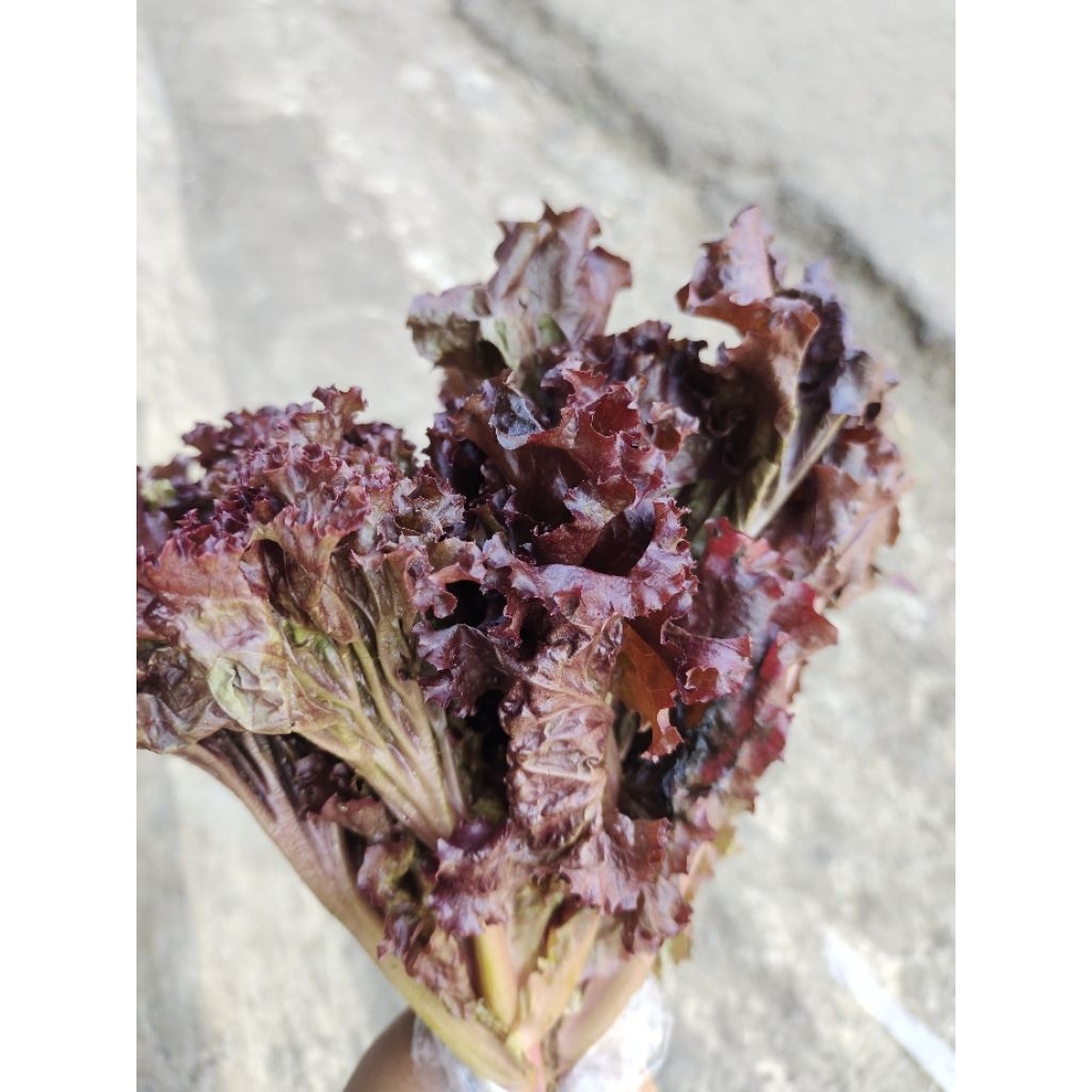 

seladah merah /red letuce per ikat