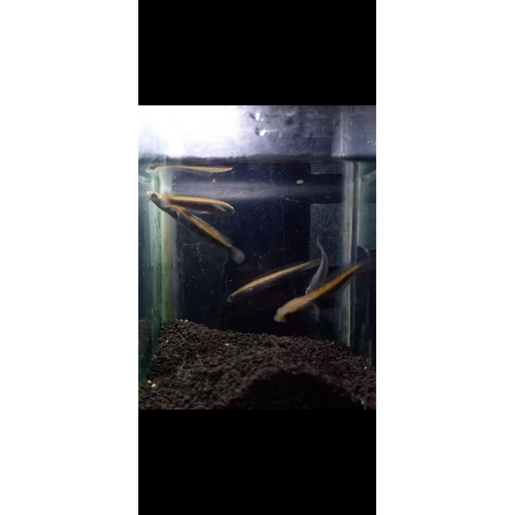 Mainan channa RB/Red Barito size ±5cm