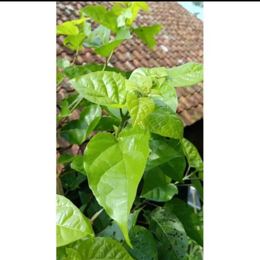 

daun singkil buas buas daun herbal segar per lembar