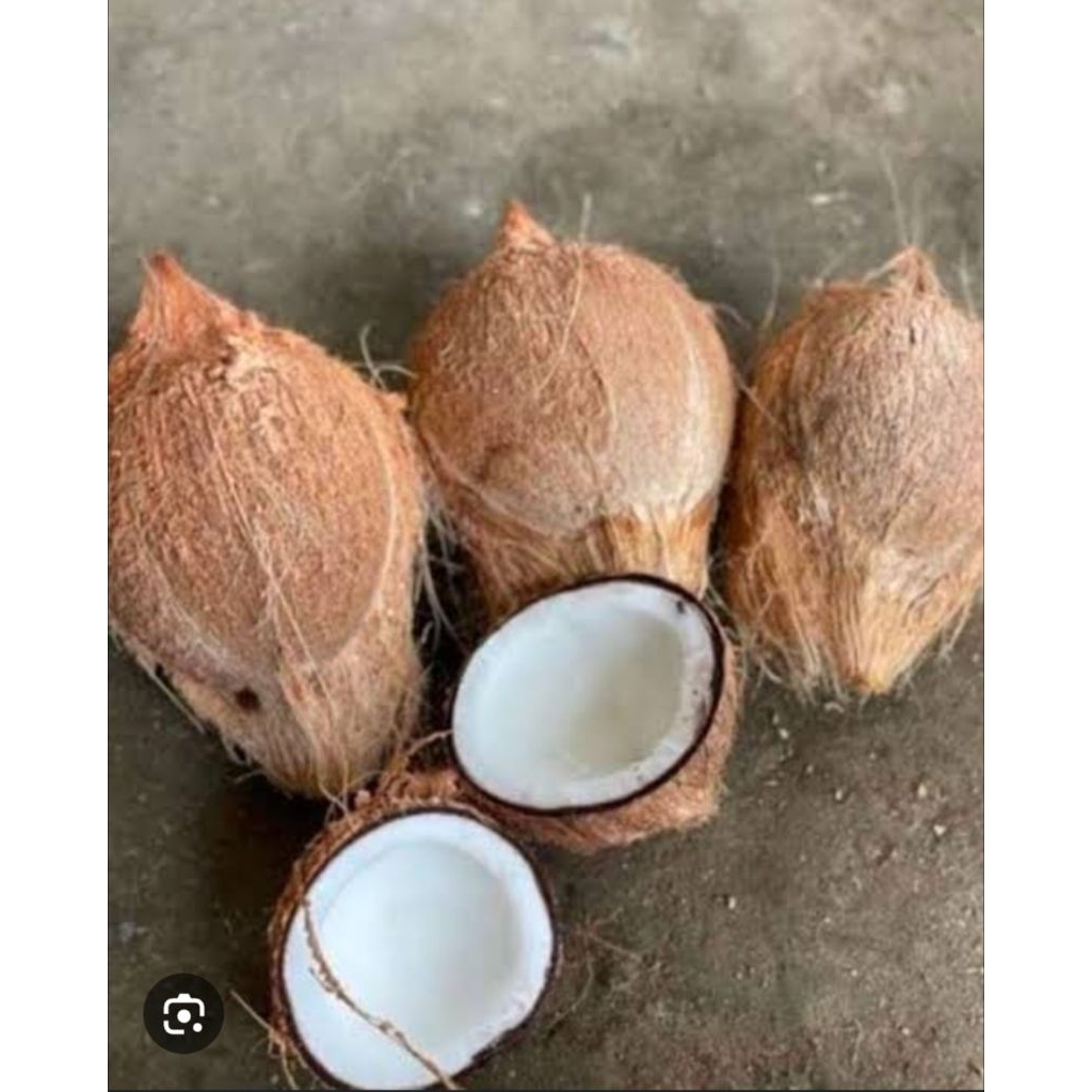 

Kelapa tua kupas 1 butir