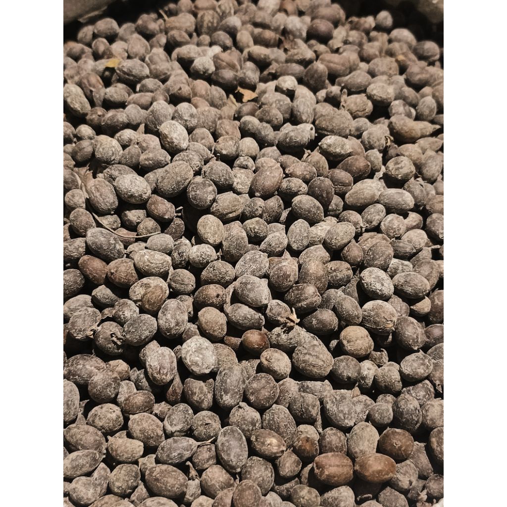 

Kopi Tegal robusta 100% murni kopi