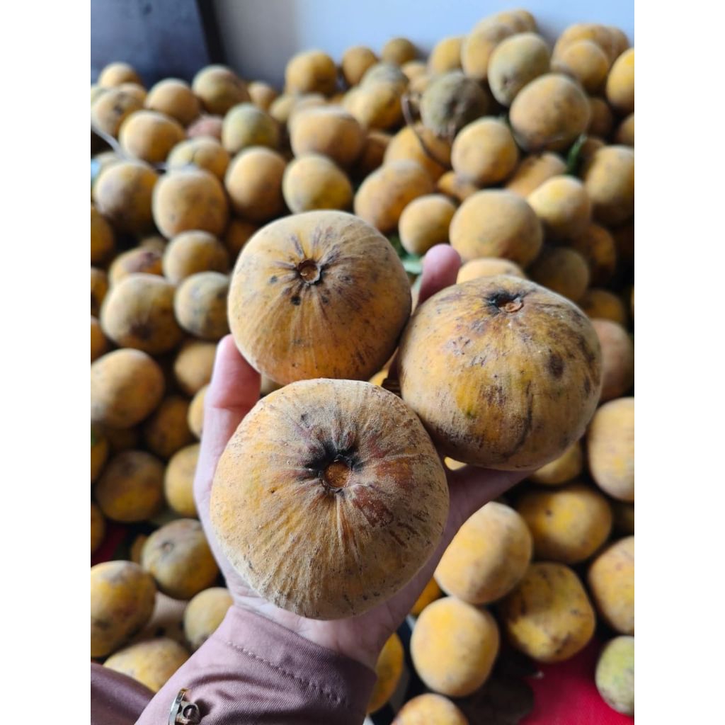 

Buah sentul Aceh / kecapi