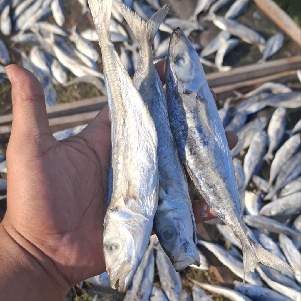 

Ikan Asin Kembung/Layang/Pindang Kering Gurih 500 gram Asli Pesisir Laut Sarang Rembang Tahan Lama