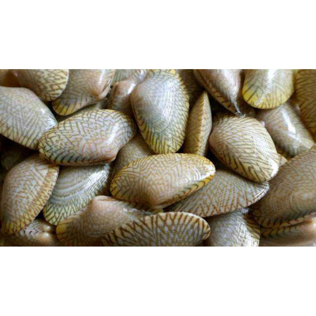 

KERANG BATIK FRESH 1 KG