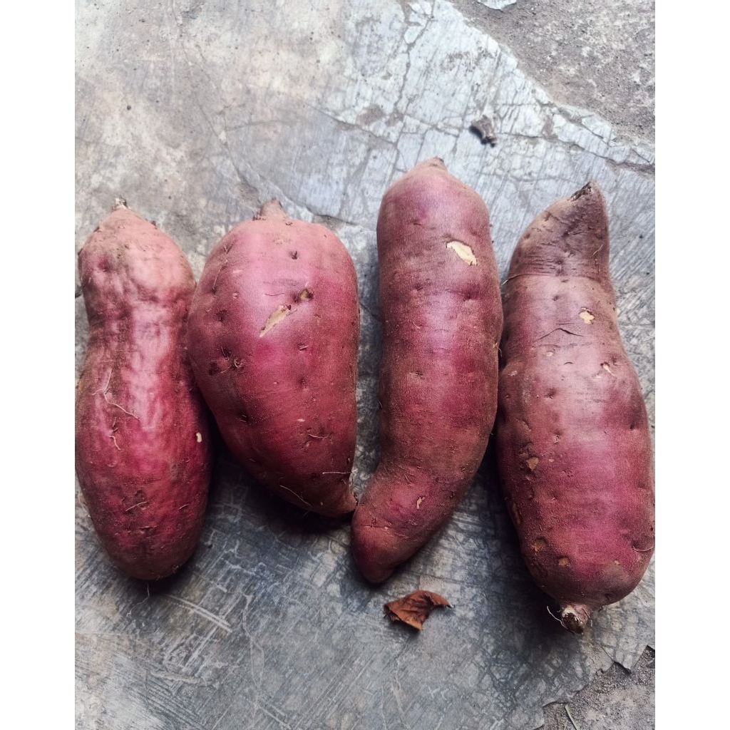 

Ubi Jepang Fresh (1 kg)