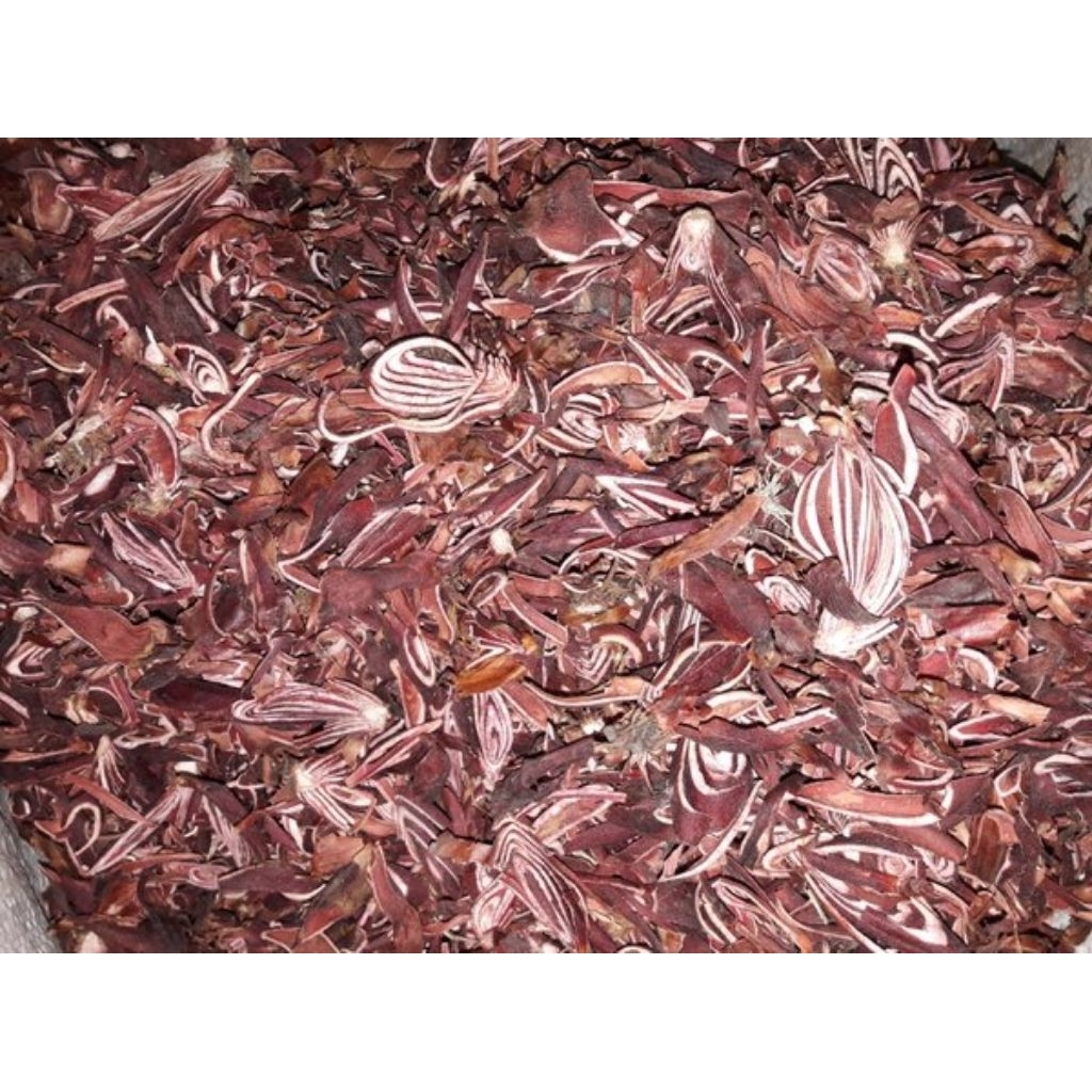 

BAWANG DAYAK KERING 1KG HASIL DARI ALAM BUKAN BUDI DAYAKAN