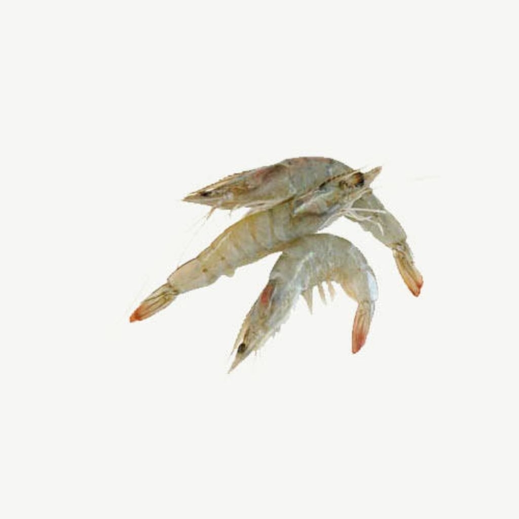 

Udang Vaname Kecil - Cocok Untuk Isian, Bakwan, Atau Sambal