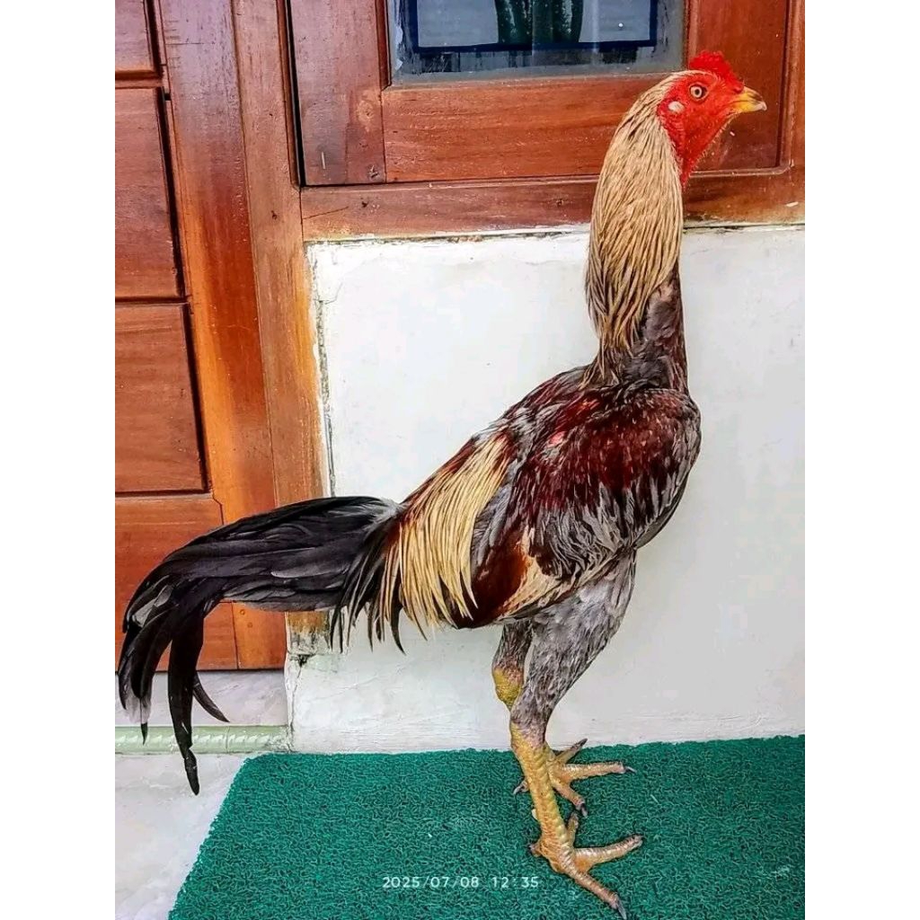 Ayam Pakoy X Bangkok X Mangon