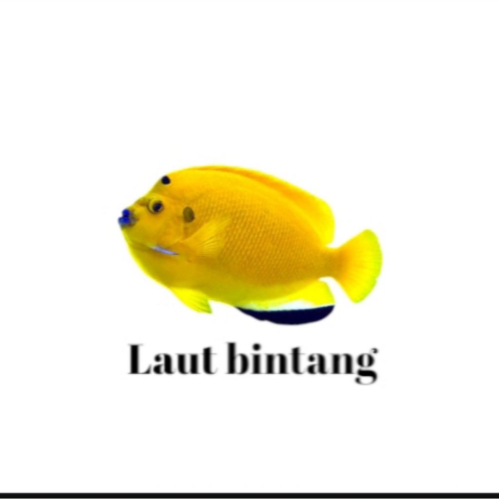 Ikan hias air laut angel asli