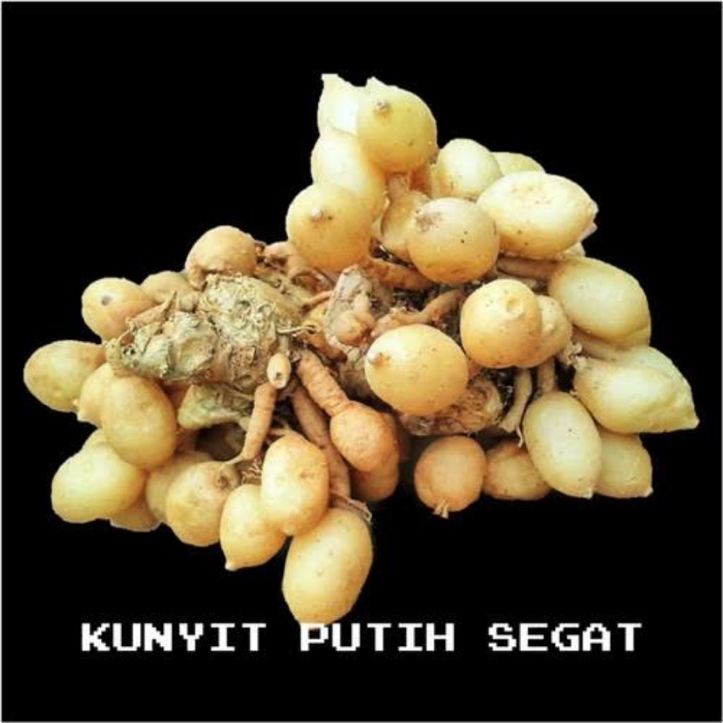 

kunyit putih Fress obat kanker benjolan