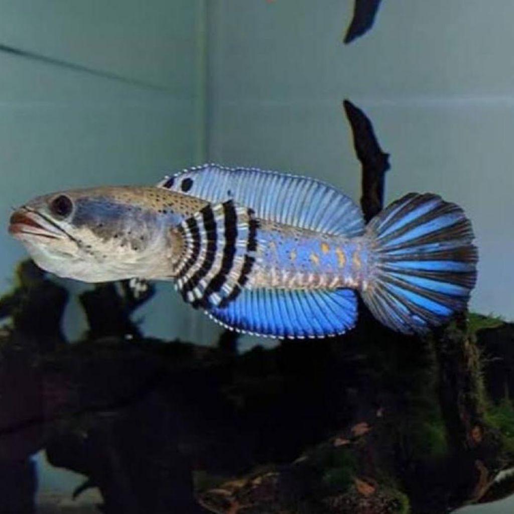 Pulchra Blue Pulchra dekorasi Hiasan aquarium sz 12-15 cm