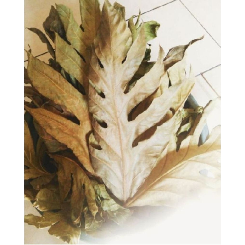 

Daun sukun/ kluwih kering berkualitas alami100 gram