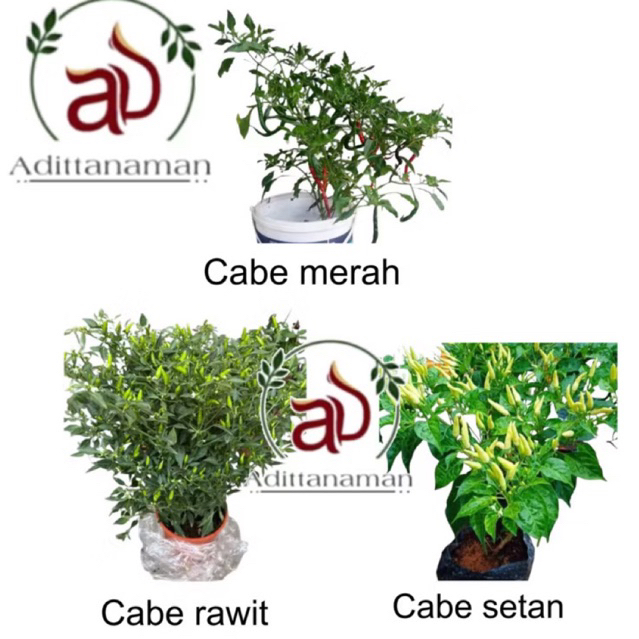 (PROMO TERMURAH)- 3 POHON TANAMAN HIDUP CABE RAWIT SETAN SUPER PEDAS Cabe Rawit Cabe Setan Cabe pela