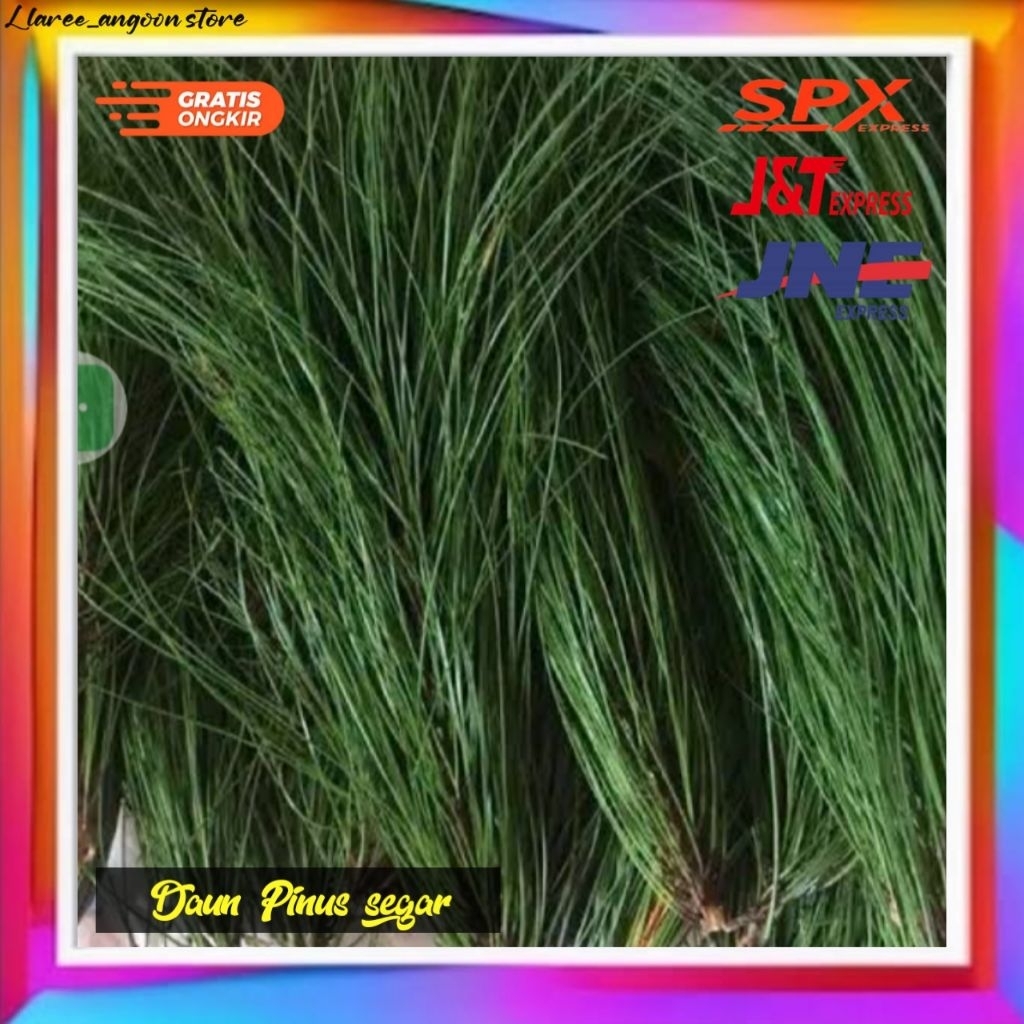 

Daun Pinus segar/daun Pinus buat bikin soda