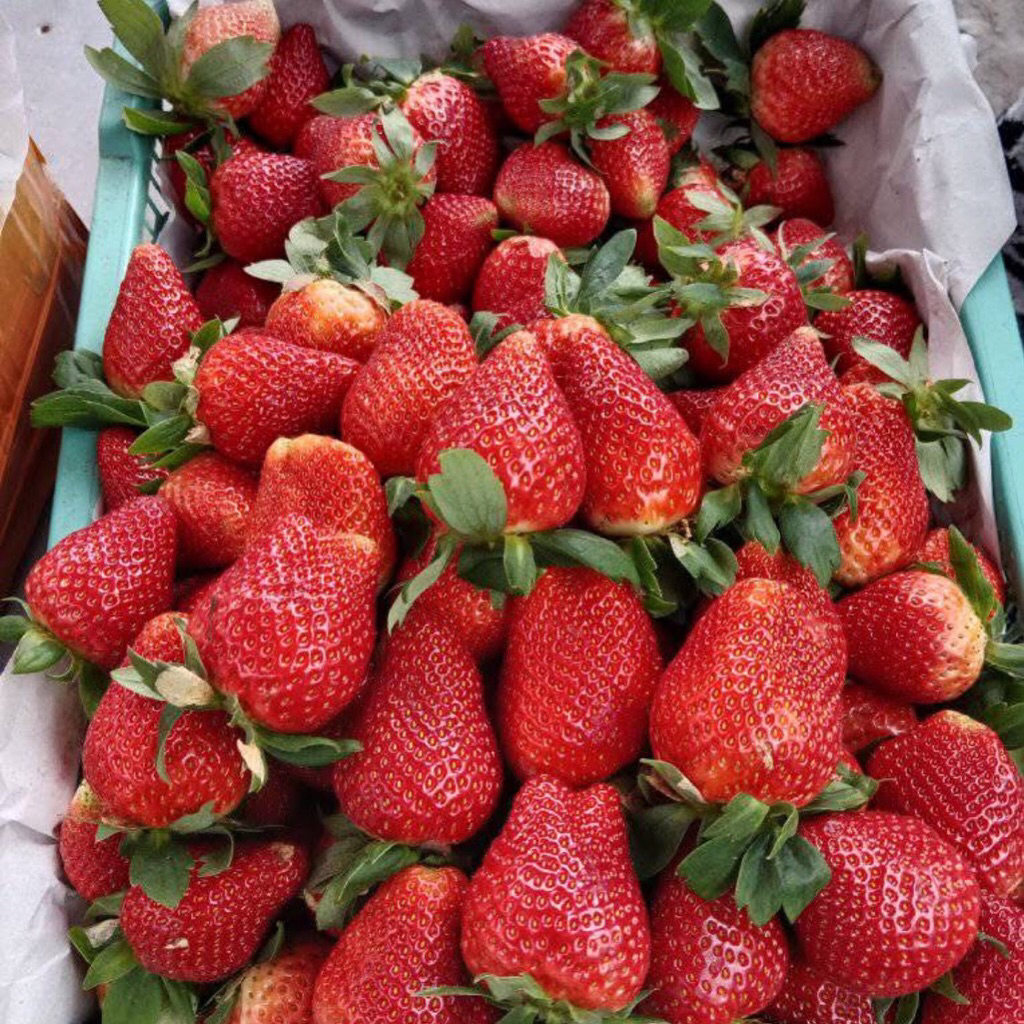 

strawbery fresh lokal desa wisata serang