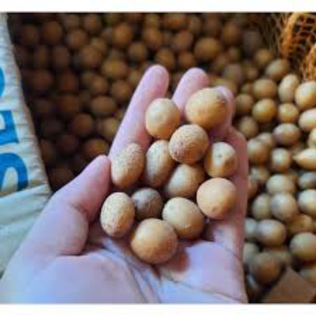 Bibit Kentang G0 Dayang Sumbi