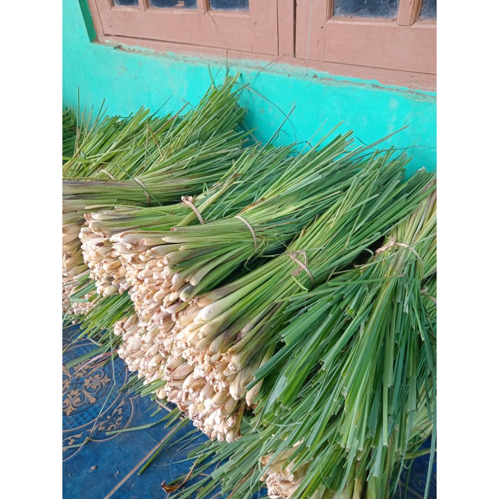 

Sereh Dapur Fresh – Bumbu Alami Penambah Rasa Masakan