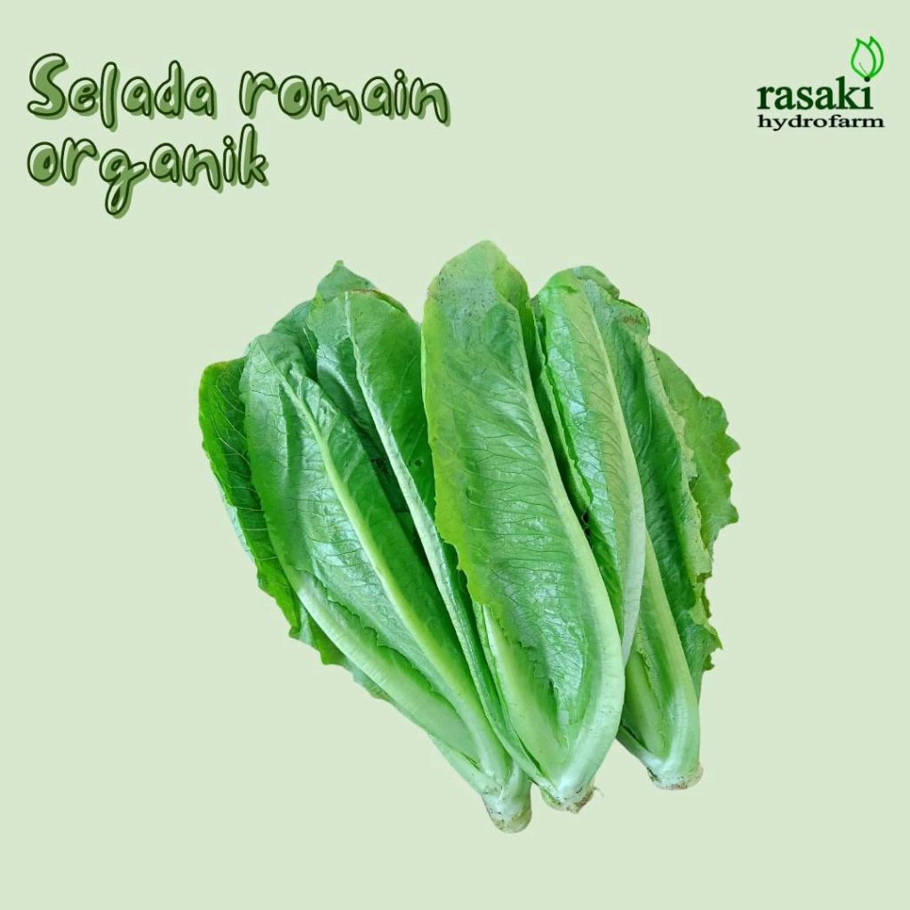 

selada romain 500gram