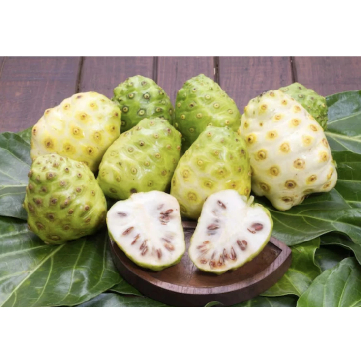 

250 Gram Buah Mengkudu Segar / Buah mengkudu (Morinda citrifolia)