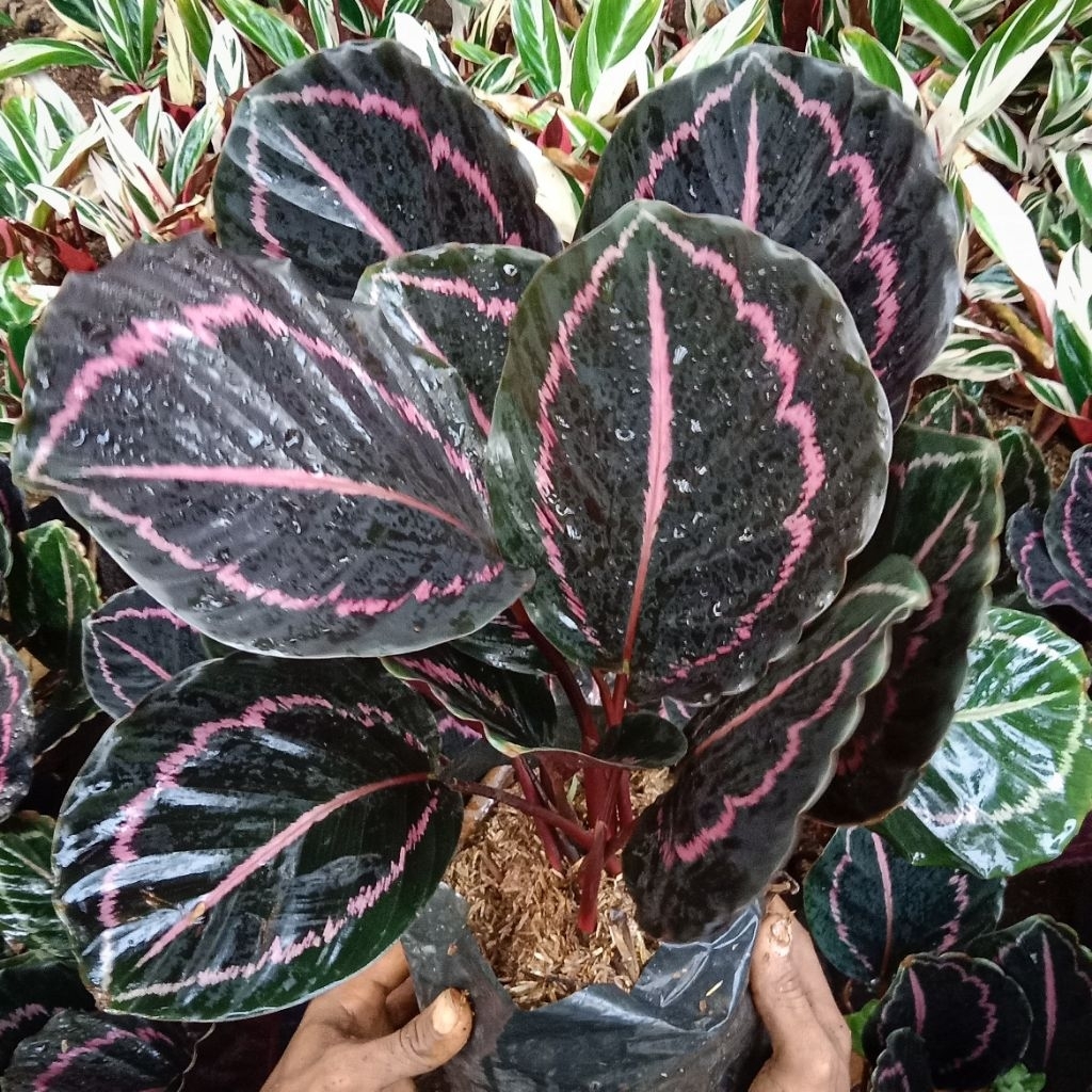 Liceriashop17 (Bisa ) Aglonema Diven Tisu Golden - Tanaman Hias Meriah - Diven Cantik - Tanaman