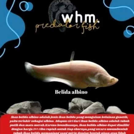 Belida Albino 15-17 cm (mainan ikan hias)
