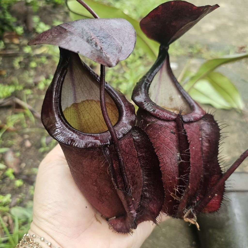 

viking x Sumatrana Giant