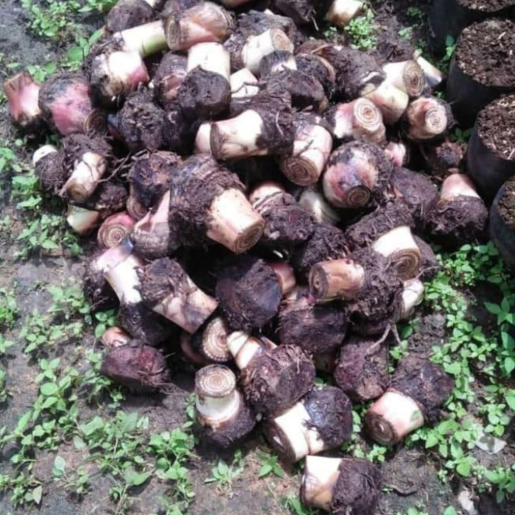 

Jual bibit pisang raja cere/bulu atau pisang sajen