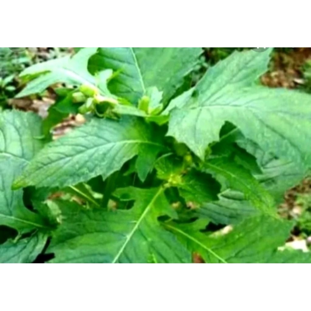 

daun,atau,pucuk,sintrong,segar,500g