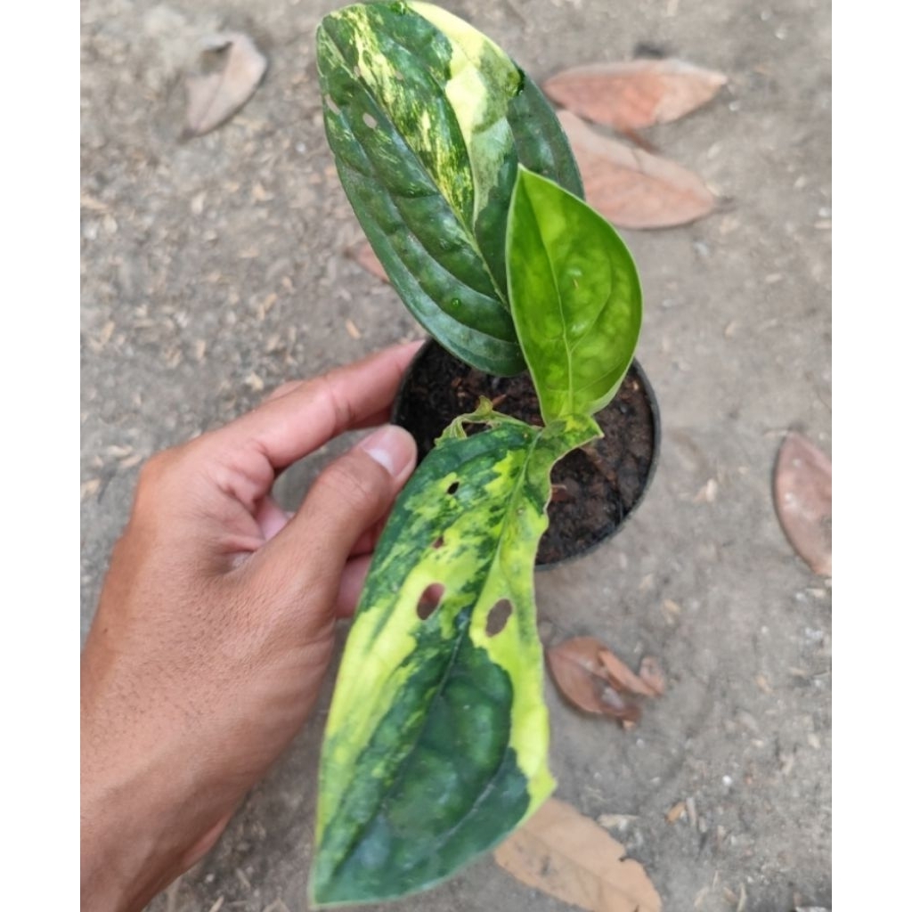 Mokilo43 Sirih Badak Varigata