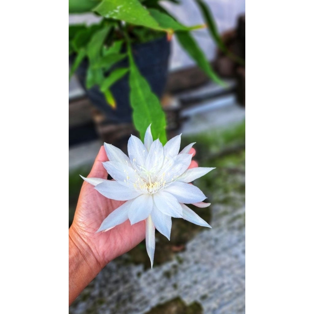 Wijaya kusuma bunga putih / Tanaman wijaya kusuma / Pohon wijaya kusuma