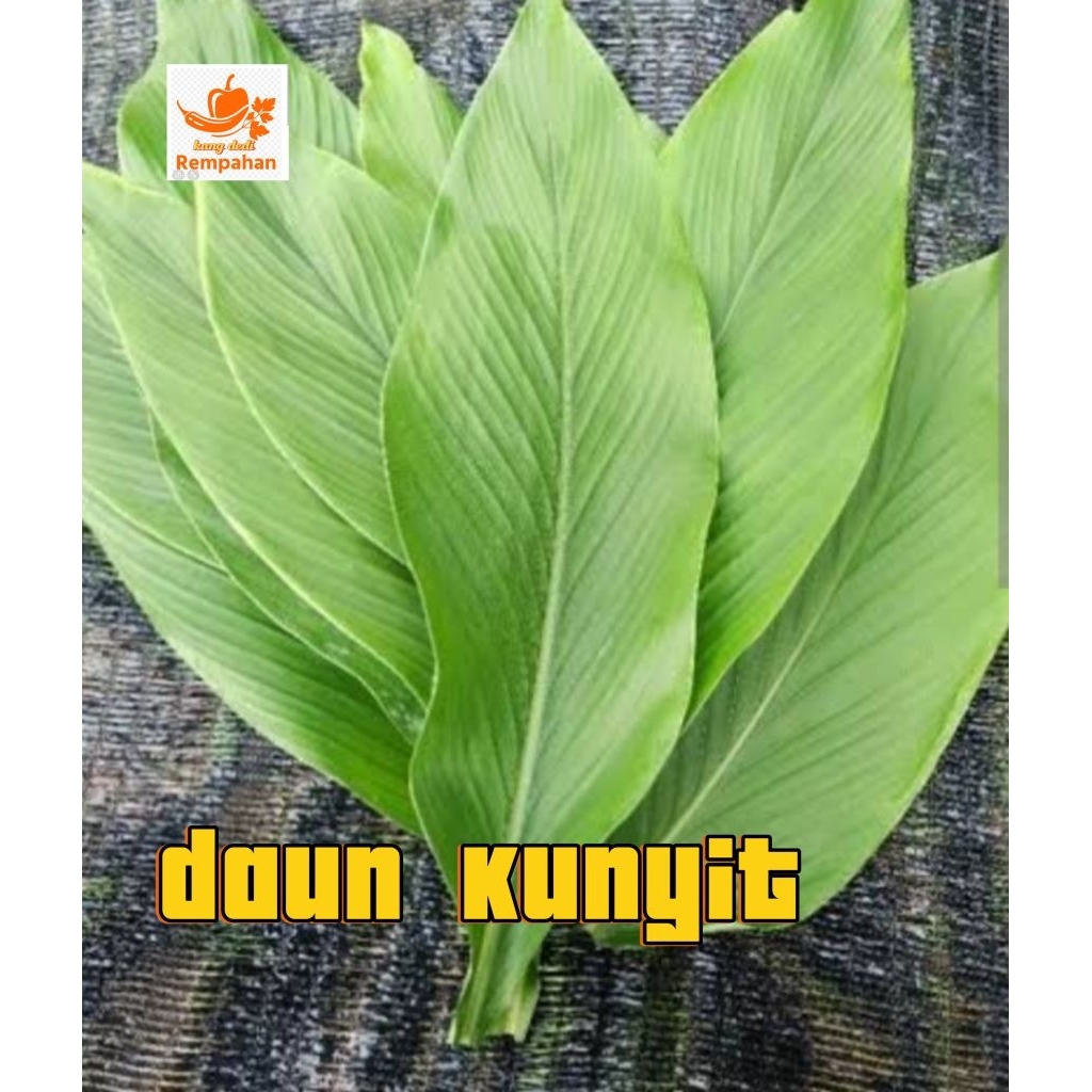 

daun kunyit /lembar fresh