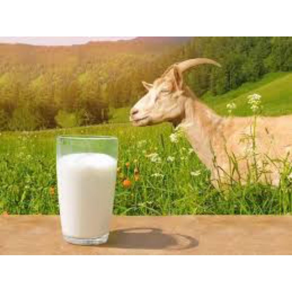 

Susu Kambing Pak Rinto