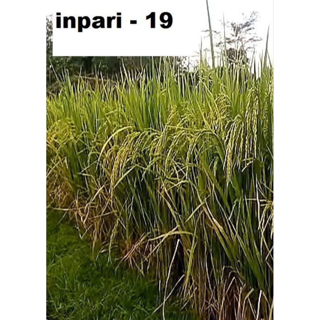 

padi inpari 19