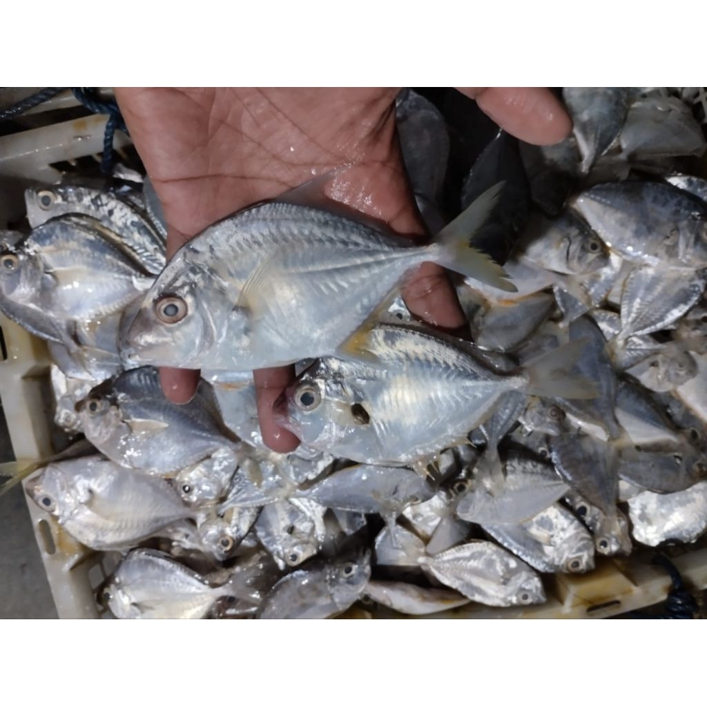 

IKAN ASIN PETEK SEDANG