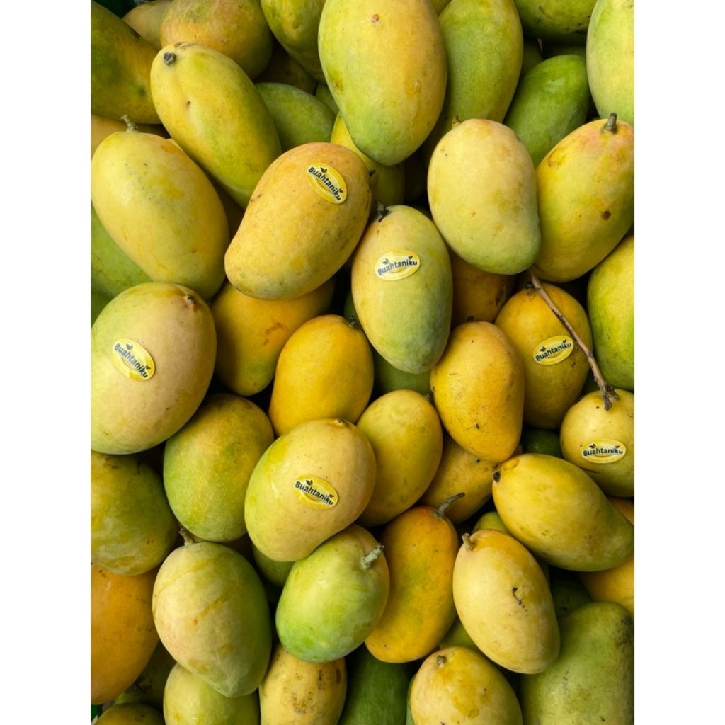 

Mangga Podang Fresh 1kg