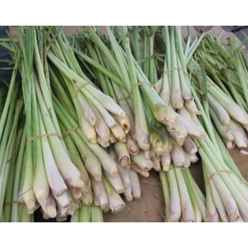 

sereh sayur segar bongol besar 100g