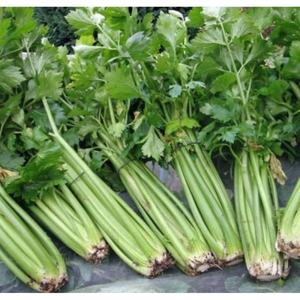 

Daun seledri segar murah/250gr seledri talutah batang besar.seledri sayur