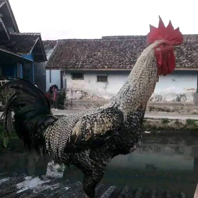 

Telur Ayam Pelung Jali Batu Untuk Ditetaskan Fertil