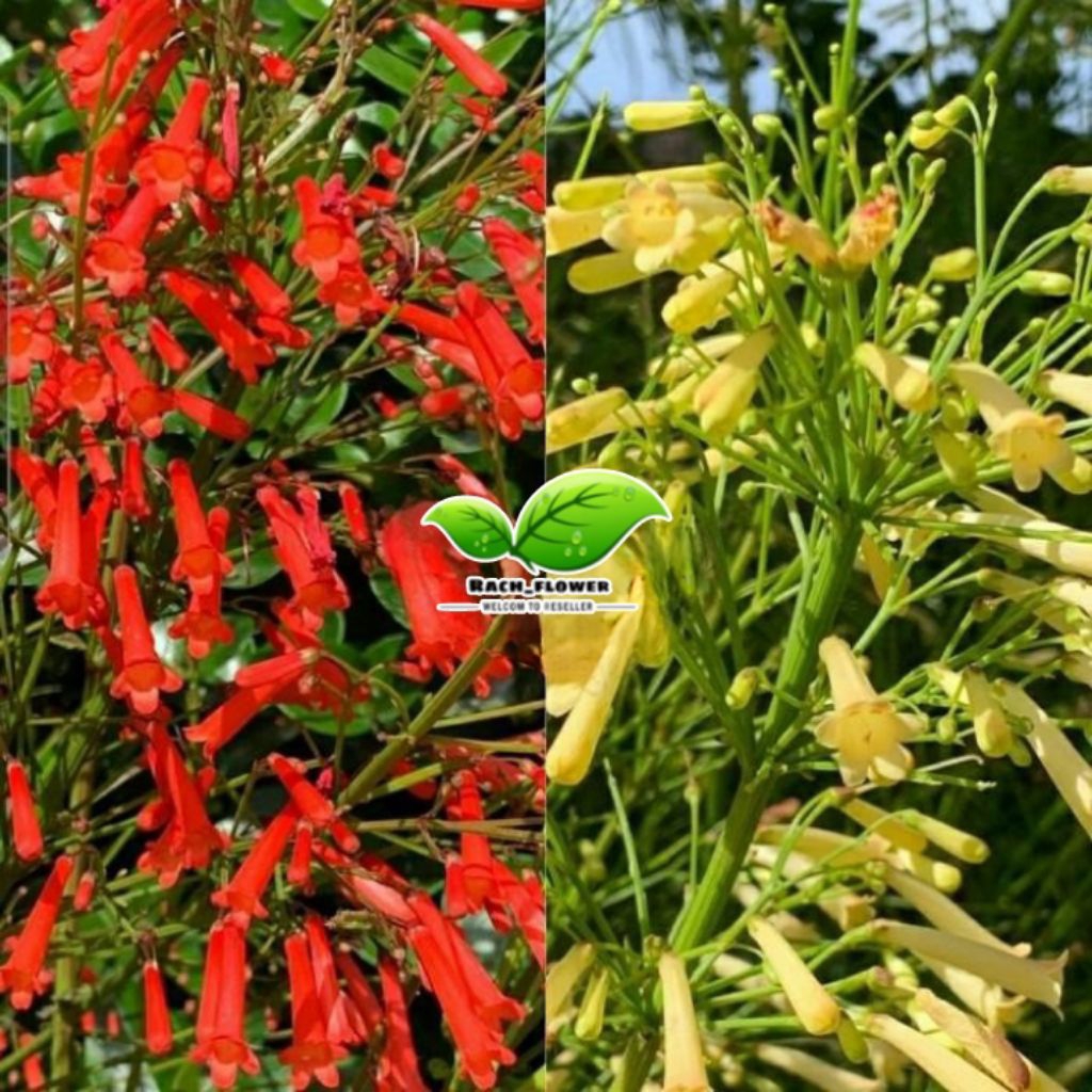 Paket 2 Air mancur merah & putih - tanaman air mancur putih / tanaman air mancur merah - Russelia eq