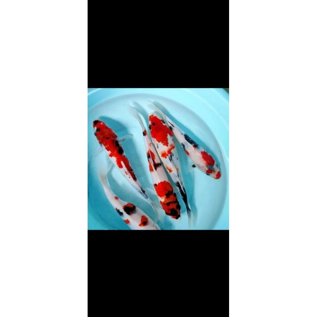 paket 5 ekor ikan koi blitar grade A