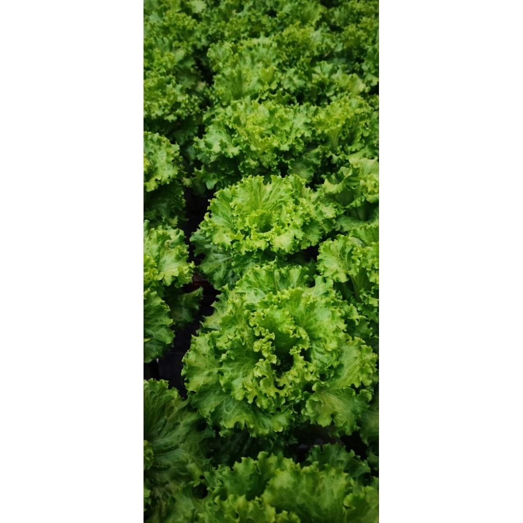 Benih jes"bel G2 (kemasan 1 gram)