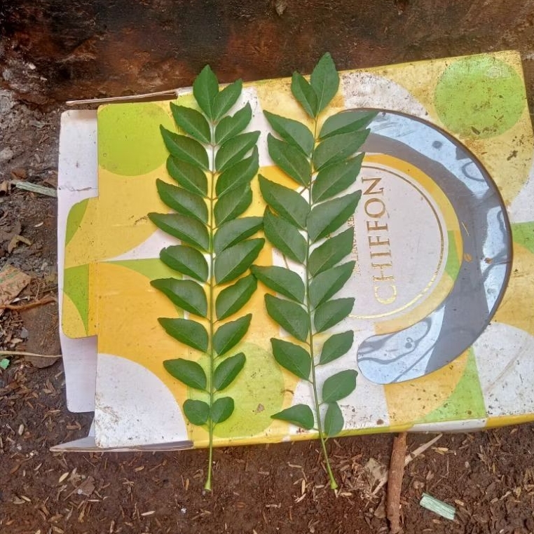 

Daun Kari Salam Kodja - Isi 10 Tangkal - Daun Kari Segar Penyedap Rasa