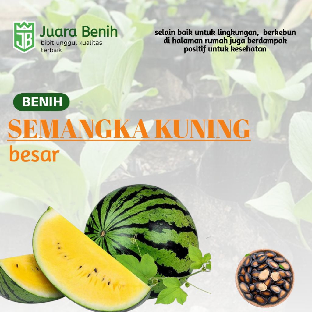 50+ BENIH SEMANGKA KUNING BESAR F1 SUPER, MUDAH TUMBUH #BIBIT SEMANGKA#SEMANGKA KUNING#BENIH