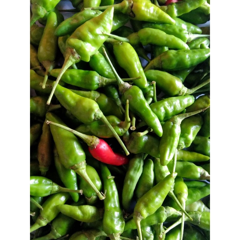 

CABE CENGIS/RAWIT 1 KG HASIL PERTANIAN ASLI FRESH